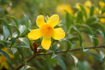 yellow daffodils in spring