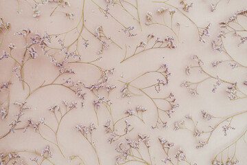 dried flower twigs on a beige background. Flat lay . Top view. closeup.