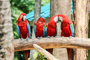 A flock of red and blue parrots perched on a branch.