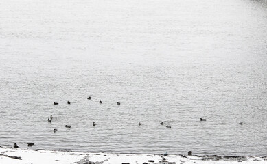 Sunrise on the river in winter. Dramatic Sky, ducks in the water. flock of ducks in water with 