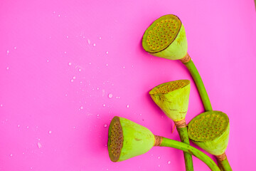 green Lotus boxes on the stem are on a pink background. 
Flat lay . Top view. copy space. closeup. 