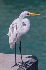 Great Egret on concrete pier