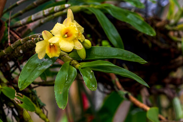 Orquídea IMG_6316