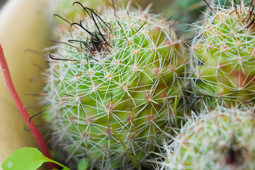 close up of cactus