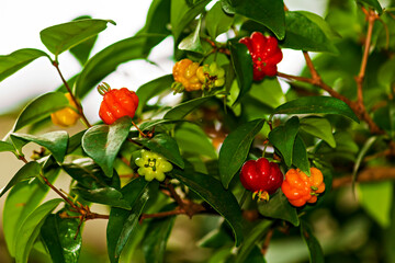Pitanga IMG_6941