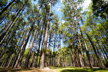 pine trees in the forest