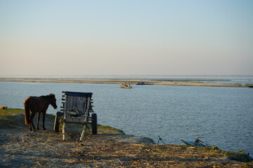 Fototapeta na wymiar Horse on the beach in summer