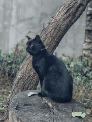 Obraz premium black cat on the stump