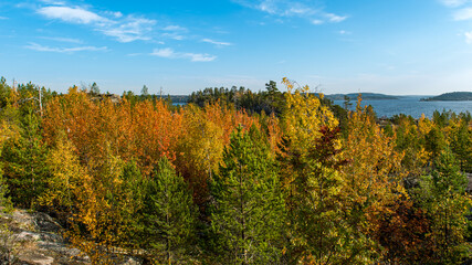 autumn forest landscape