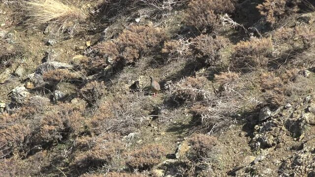 Wild partridges living in its natural environment. Alectoris chukar partridge is a pheasant family Phasianidae. It's well marked bars on the flanks and a black band running from the forehead across 4K