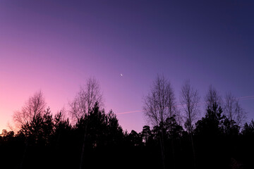 Silhouettes of trees against a pink and purple sunrise sky.