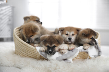 Cute Akita Inu puppies in wicker basket indoors