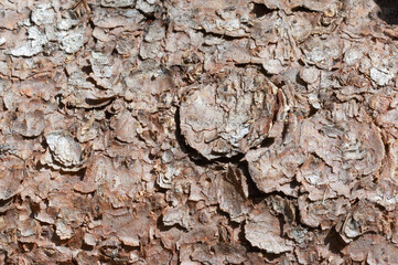 detail of tree bark