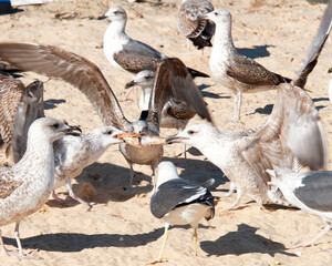Obraz premium Seagulls fighting for a fish on the beach