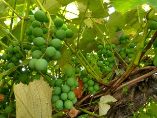 Unripe grapes in a green background close-up