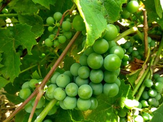 Young grapes in a green background close-up