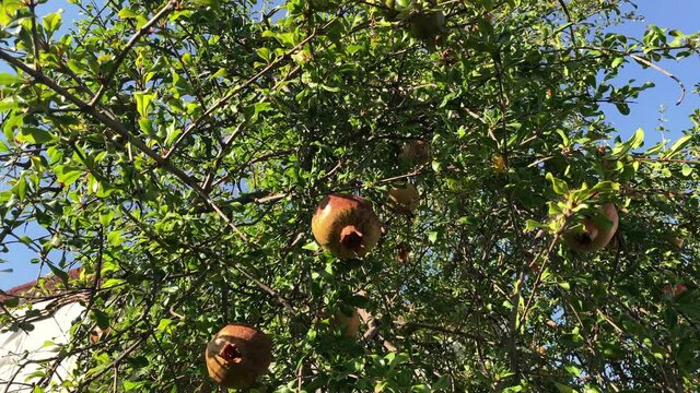 Footage of pomegranate tree in a sunny summer day.