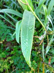 Morning dew on a leaf of grass