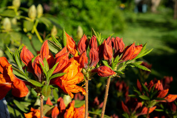 Rot Orangene Blüten von einer Rhododendron molle im Sommer. Grüner Garten im Hintergrund. Sommer 2020. In Deutschland.