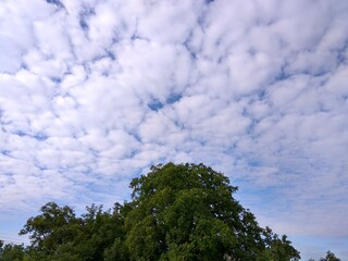 Top of a tree against a cloudy sky landscape