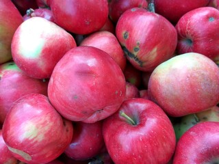 Colorful apples in autumn close-up