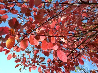 Autumn red leaves in November against the sky