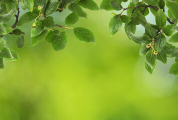 Twigs with green leaves and berries in nature top frame on soft bokeh