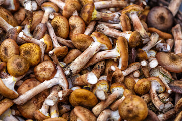 Shiitake mushrooms. Vegetables and fruits at an outdoor farmers market. Raw organic ingredients—fruits and vegetables—used in cooking
