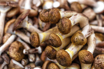  mushrooms. Vegetables and fruits at an outdoor farmers market. Raw organic ingredients—fruits and vegetables—used in cooking