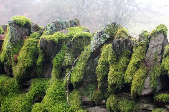 A photograph of a mossy old stone wall in an outdoor woodland environment on a foggy day