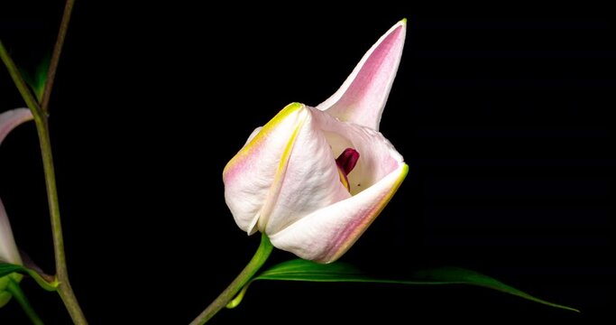 百合の開花タイムラプス