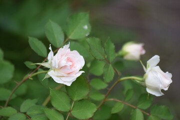 Obraz premium pink tea rose