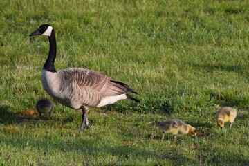 country goose family