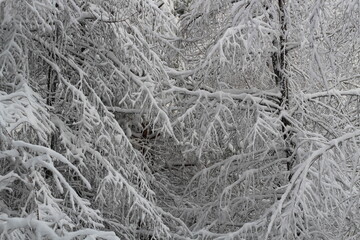 dense impenetrable snow covered forest in sunny day.