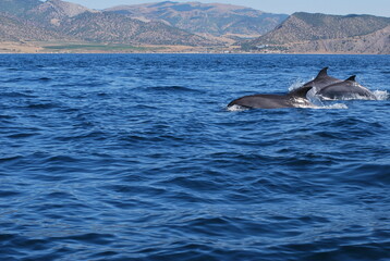 dolphins in the see