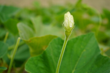 Obraz premium grass with dew drops