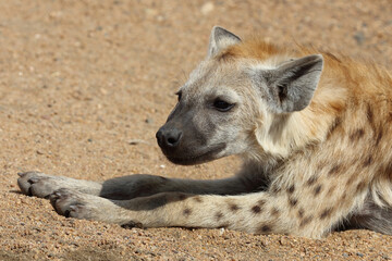 Tüpfelhyäne / Spotted Hyaena / Crocuta crocuta.