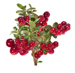 isolated lush bunch of big cowberries
