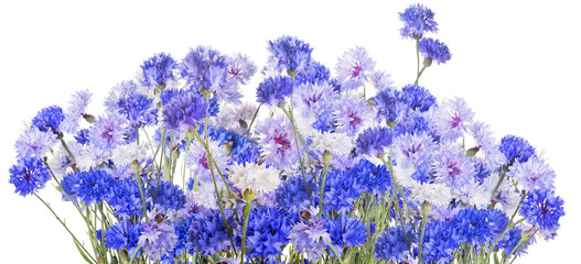 lush blue cornflowers stripe on white