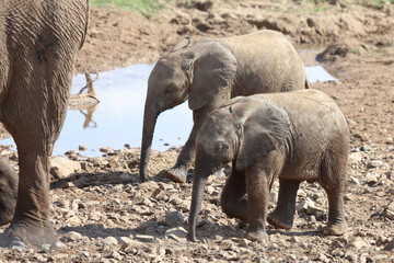 Afrikanischer Elefant im Olifants River / African elephant in Olifants River / Loxodonta africana.