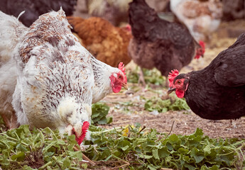 Free range chicken on a farm.