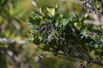 Ligustrum japonicum berries. Oleaceae evergreen shrub.