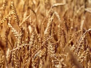 Golden ripe ears of wheat.