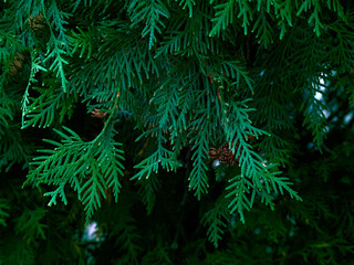 Fototapeta na wymiar Green thuja tree branches background.