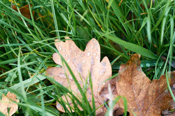 Oak leaf with water drops in grass