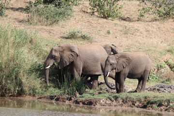 Fototapeta premium Afrikanischer Elefant am Olifants River / African elephant at Olifants River / Loxodonta africana