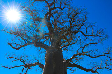 baobab tree with bright blue sky 