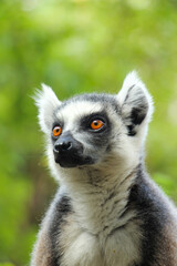 ring tailed lemur, Madagascar 