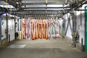 Pork carcasses hang on hooks in the meat industry