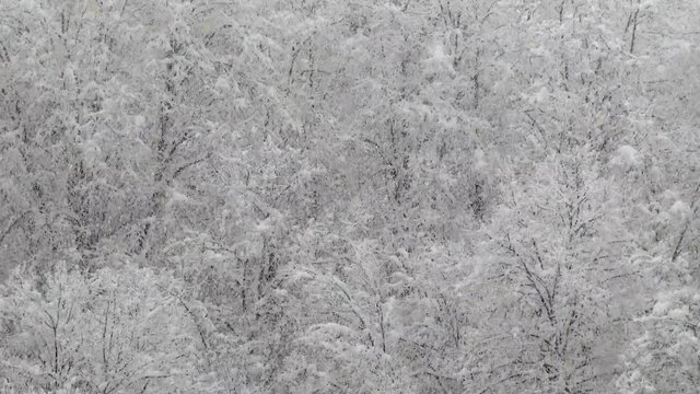 Heavy Dense Snowfall on Trees in Forest.Snow comprises individual ice crystals that grow while suspended in the atmosphere and then fall, accumulating on the ground. Trees covered during winter storm